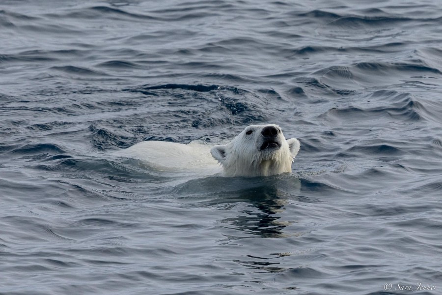 HDS09-23, Day 5, Polar Bear 3 © Sara Jenner - Oceanwide Expeditions.jpg