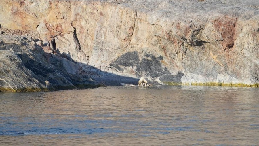 PLA09-23, Day 2, Polar bear on rocks © Unknown photographer - Oceanwide Expeditions.jpg