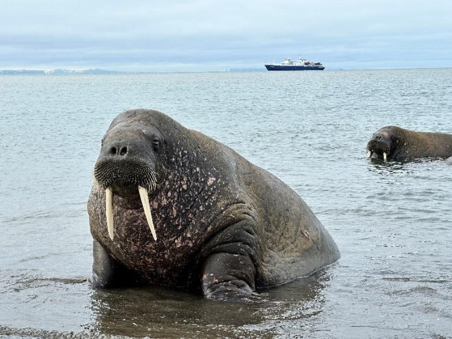 PLA09-23, Day 7, Walruses © Unknown photographer - Oceanwide Expeditions.jpg