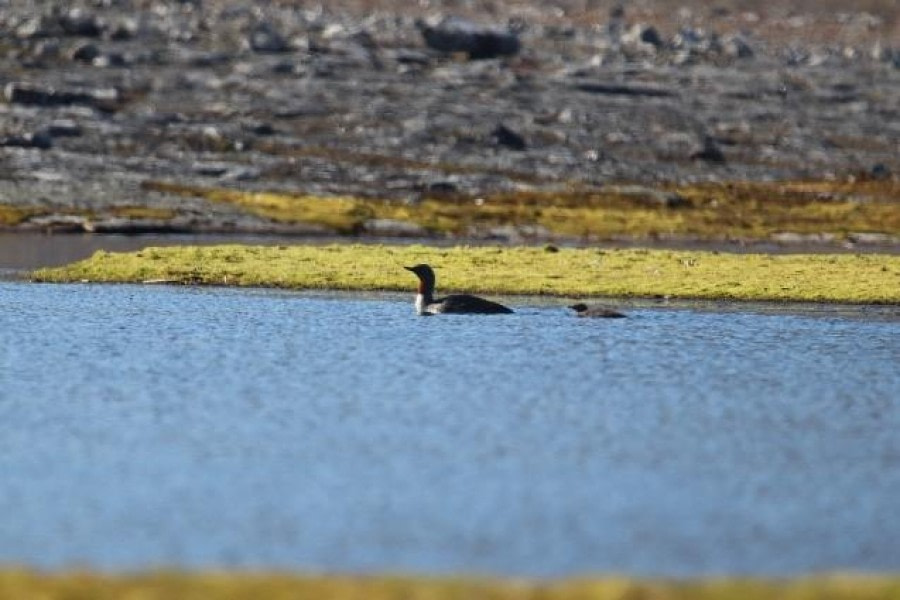 PLA09-23, Day 8, Red throated divers © Unknown photographer - Oceanwide Expeditions.jpg