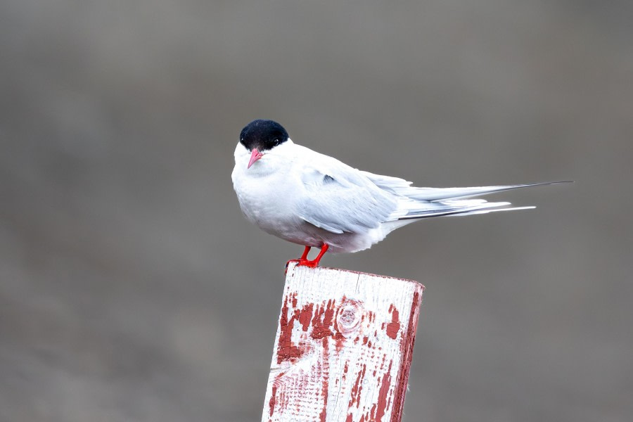 HDS10x23, Day 2, Arctic Tern © Martin Anstee - Oceanwide Expeditions.jpg