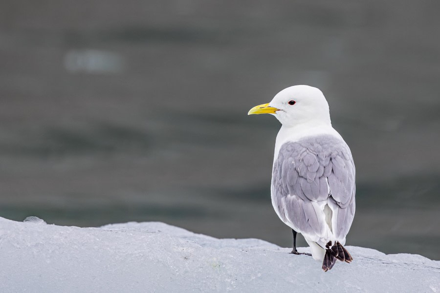 HDS10x23, Day 2, Kittiwake © Martin Anstee - Oceanwide Expeditions.jpg