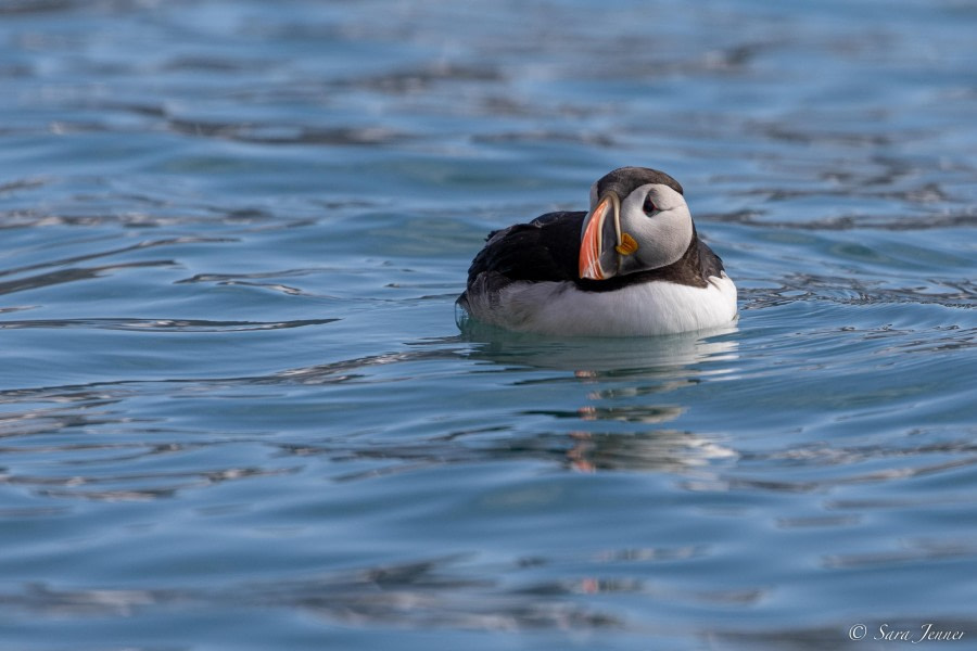 HDS10x23, Day 2, Puffin 1 © Sara Jenner - Oceanwide Expeditions.jpg