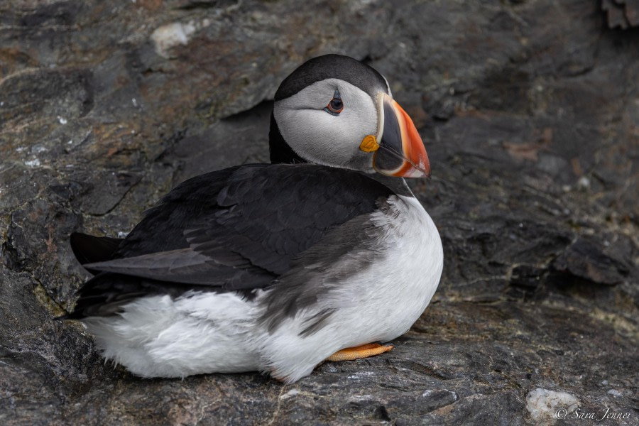 HDS10x23, Day 2, Puffin 3 © Sara Jenner - Oceanwide Expeditions.jpg