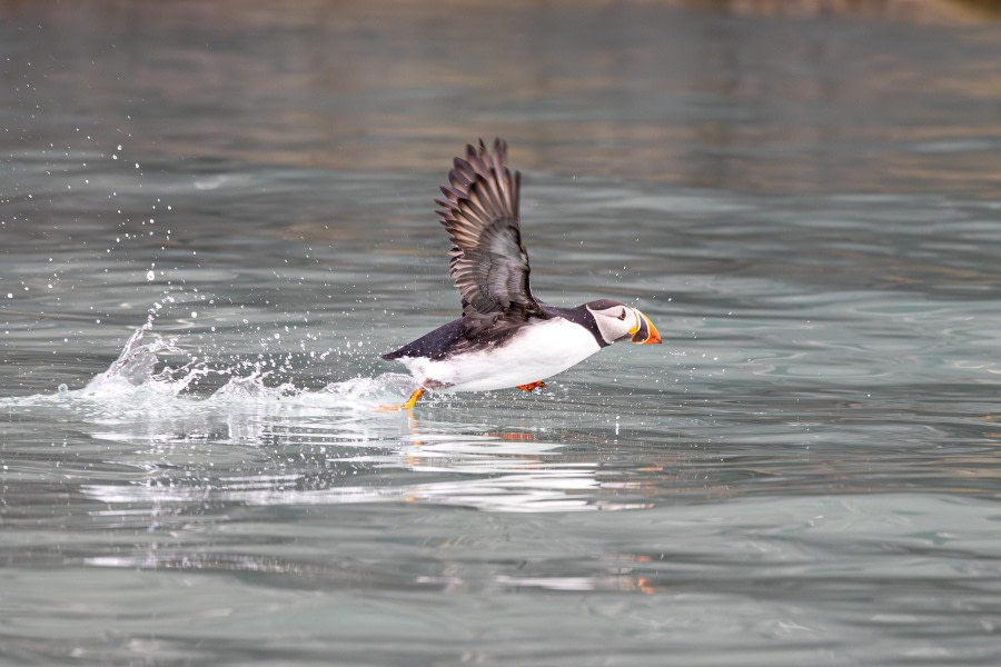 HDS10x23, Day 2, Puffin on water © Martin Anstee - Oceanwide Expeditions.jpg