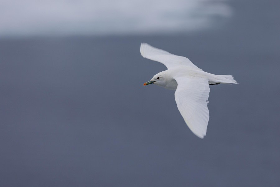 HDS10x23, Day 5, Ivory Gull © Martin Anstee - Oceanwide Expeditions.jpg