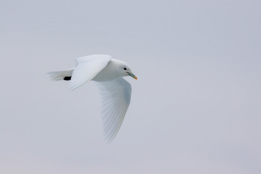 HDS10x23, Day 5, Ivory Gull 2 © Martin Anstee - Oceanwide Expeditions.jpg