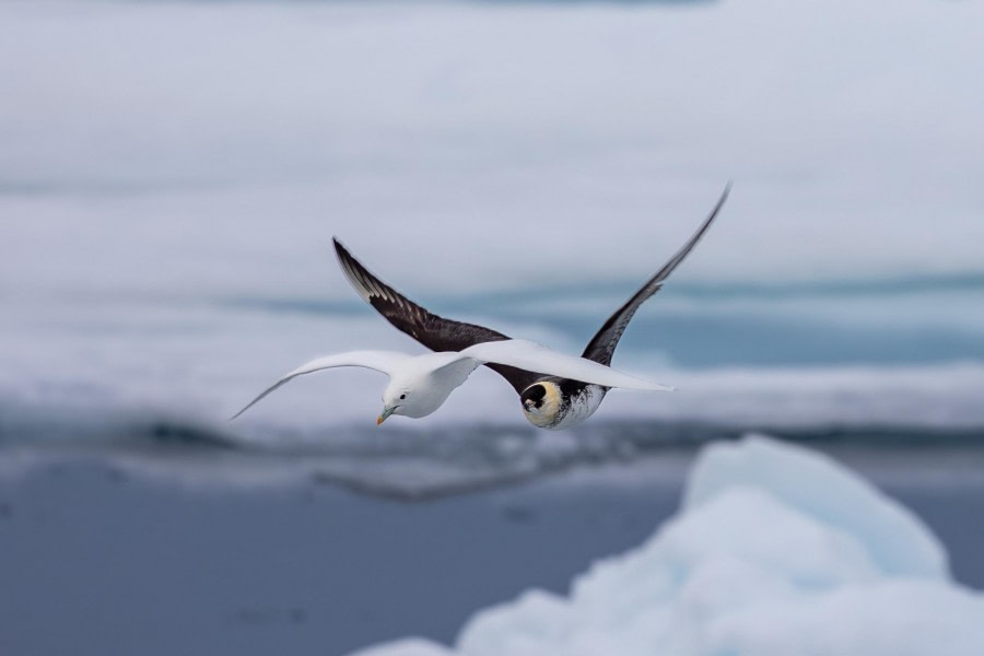 HDS10x23, Day 5, Ivory Gull chase © Martin Anstee - Oceanwide Expeditions.jpg