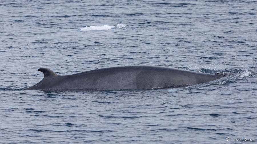 HDS10x23, Day 5, Minke Whale © Sara Jenner - Oceanwide Expeditions.jpg