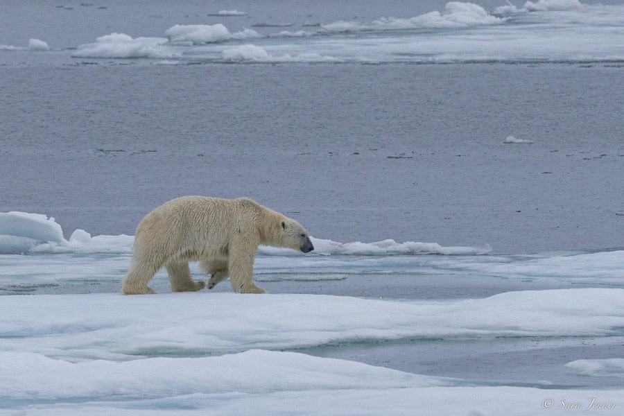 HDS10x23, Day 5, Polar Bear 1 © Sara Jenner - Oceanwide Expeditions.jpg