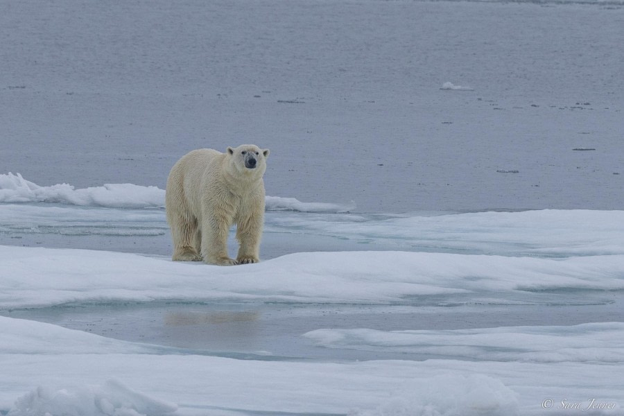 HDS10x23, Day 5, Polar Bear 2 © Sara Jenner - Oceanwide Expeditions.jpg