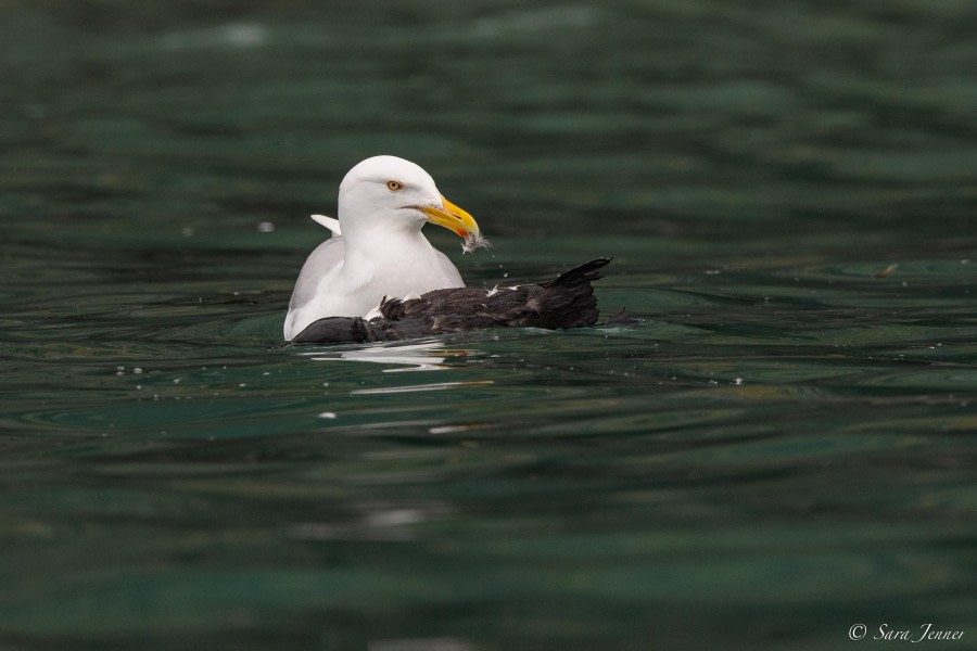 HDS10x23, Day 6, Gull feeding © Sara Jenner - Oceanwide Expeditions.jpg