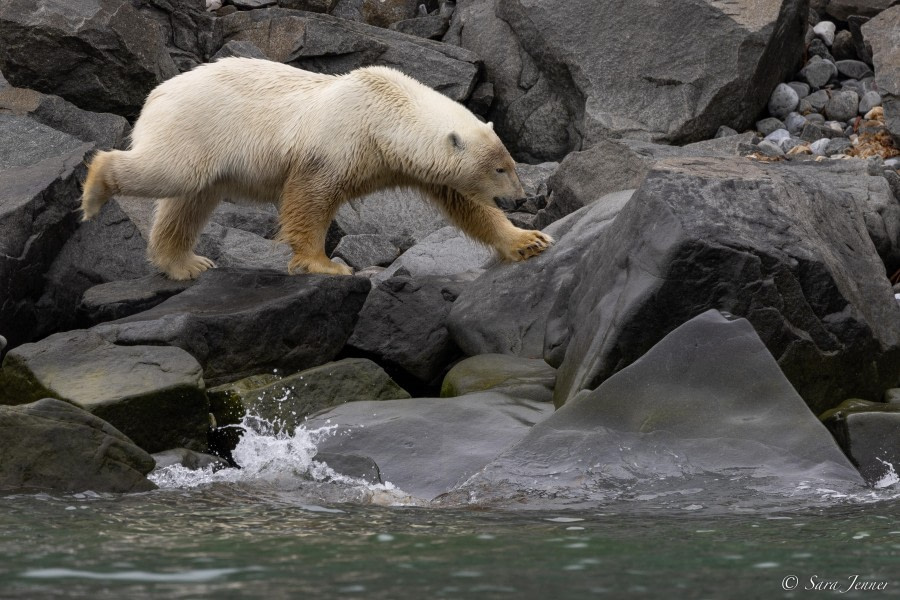 HDS10x23, Day 6, Polar Bear 2 © Sara Jenner - Oceanwide Expeditions.jpg