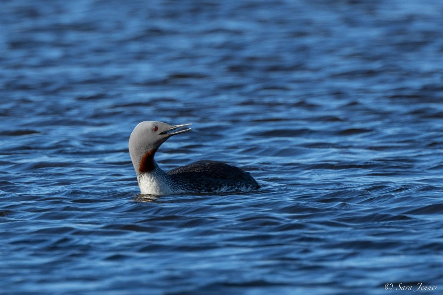 HDS10x23, Day 8, Red throated diver © Sara Jenner - Oceanwide Expeditions.jpg