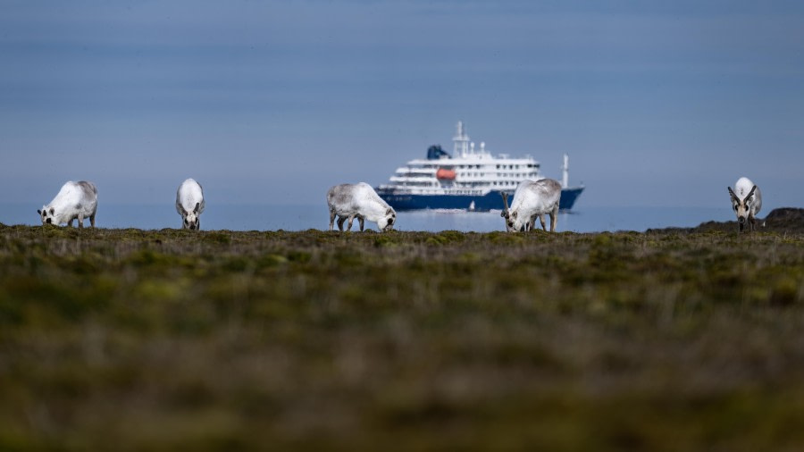 HDS10x23, Day 8, Reindeers © Unknown photographer - Oceanwide Expeditions.jpg