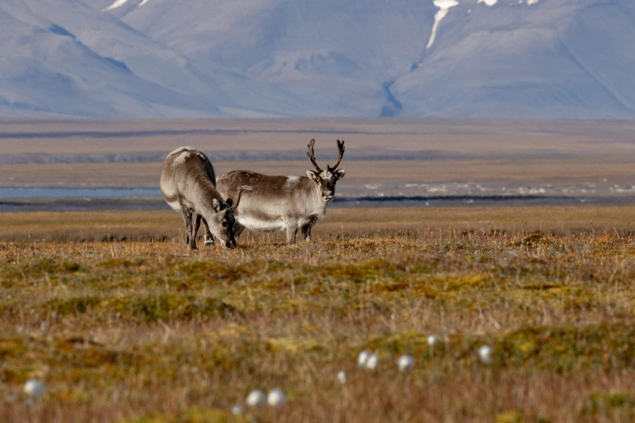 HDS10x23, Day 8, Reindeers 2 © Unknown photographer - Oceanwide Expeditions.jpg