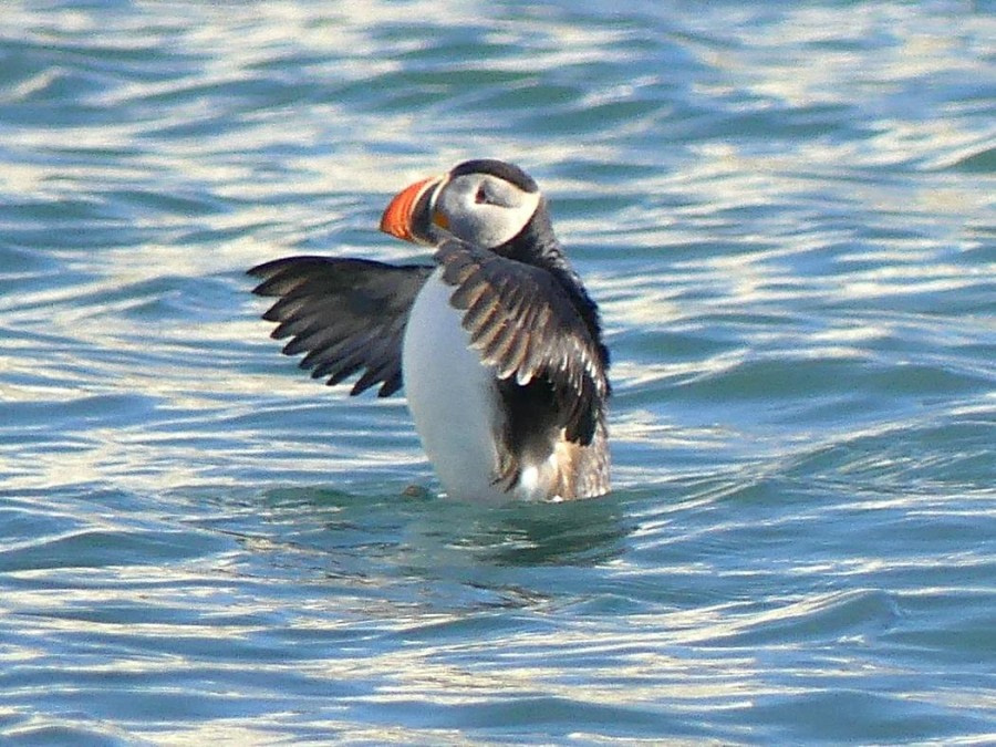 HDS10x23, Day 9, Puffin © Unknown photographer - Oceanwide Expeditions.JPG