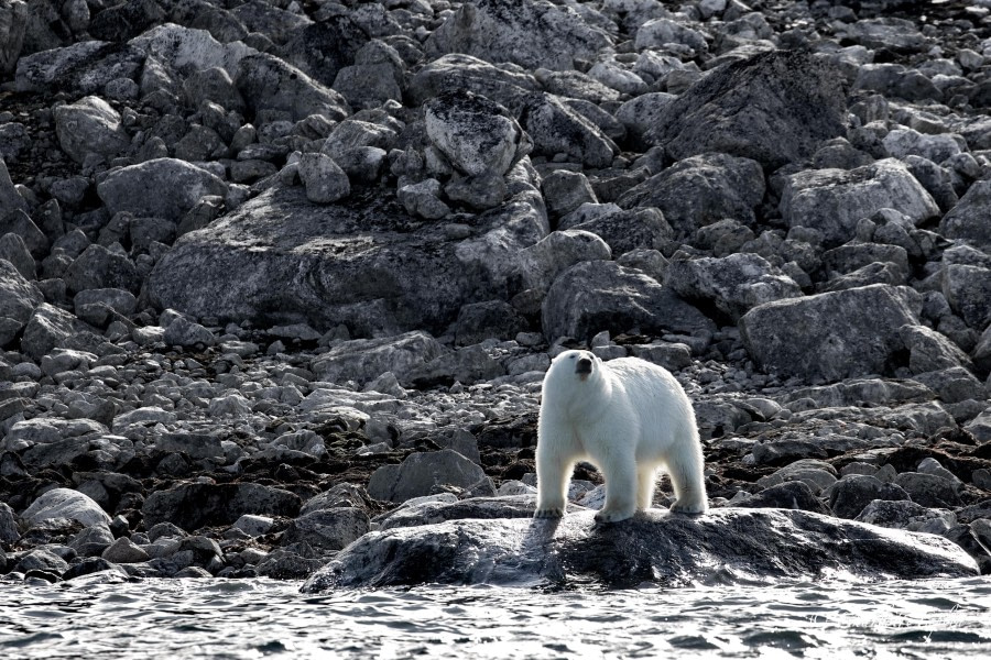 HDS10x23, Day 3, Bear on rocks © Charlotte Taplin - Oceanwide Expeditions.jpg
