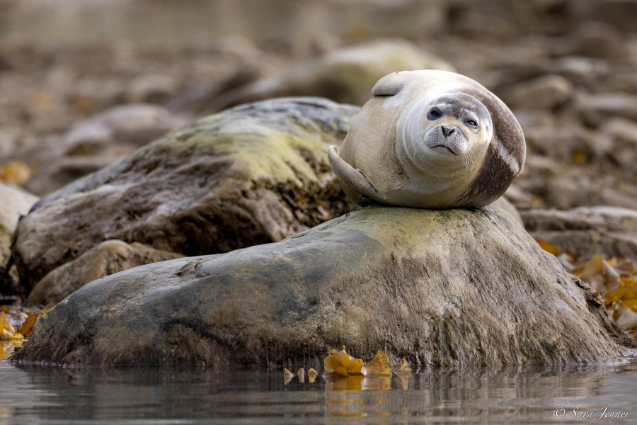 HDS10x23, Day 3, Harbour Seal 2 © Sara Jenner - Oceanwide Expeditions.jpg