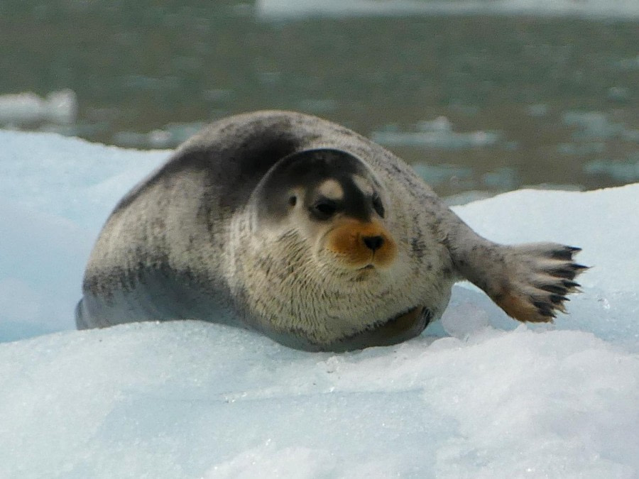HDS10x23, Day 3, Harbour Seal on Ice 3 © Unknown photographer - Oceanwide Expeditions.JPG