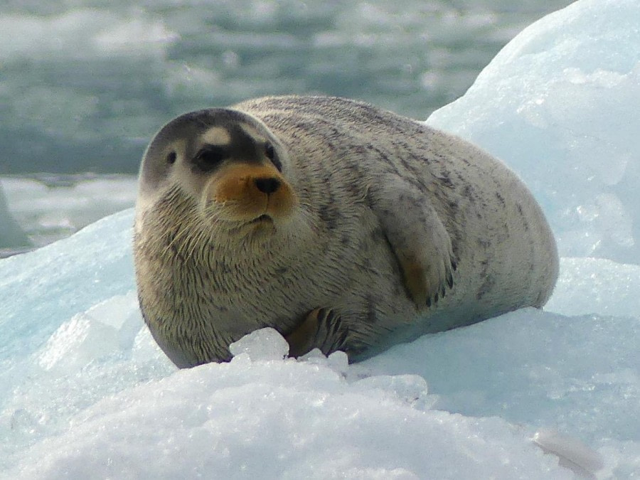 HDS10x23, Day 3, Harbour seal on ice 2 © Unknown photographer - Oceanwide Expeditions.JPG