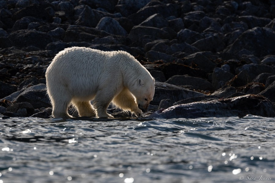 HDS10x23, Day 3, Polar bear 3 © Sara Jenner - Oceanwide Expeditions.jpg