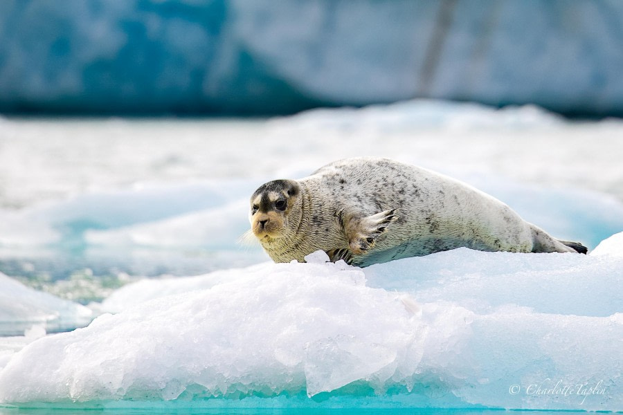 HDS10x23, Day 3, Seal on ice © Charlotte Taplin - Oceanwide Expeditions.jpg