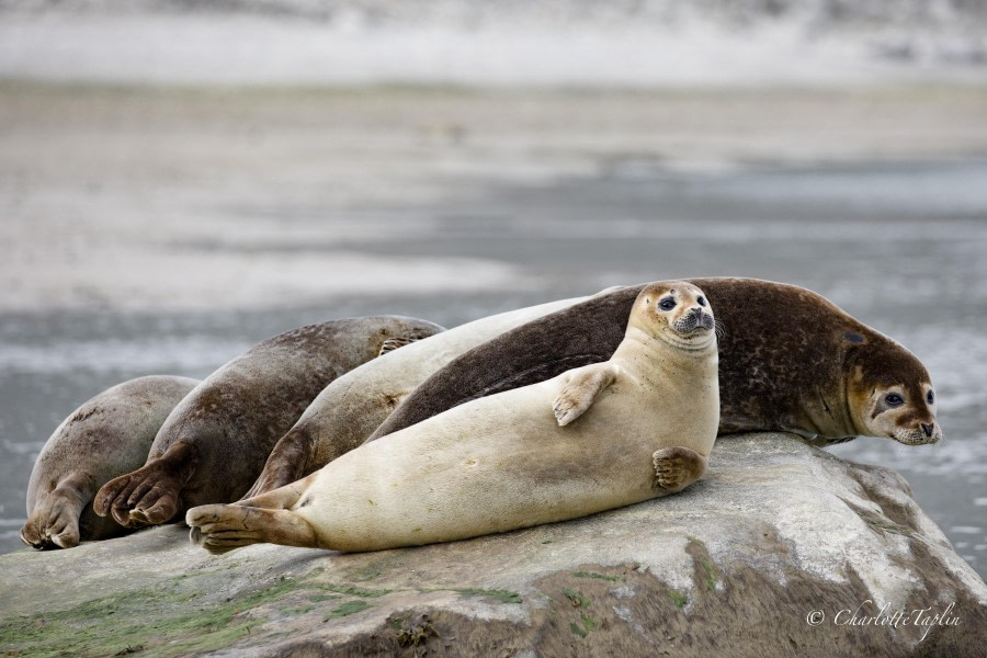 HDS10x23, Day 3, Seals © Charlotte Taplin - Oceanwide Expeditions.jpg