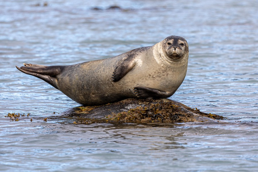 HDS10x23, HDS10x23, Day 3, Harbour Seal © Martin Anstee - Oceanwide Expeditions.jpg