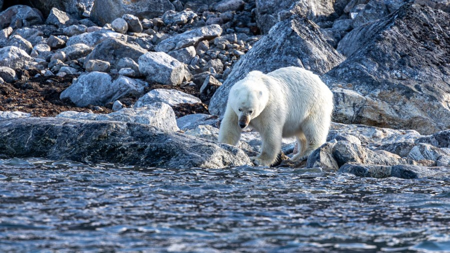 HDS10x23, Day 3, Polar Bear 2 © Martin Anstee - Oceanwide Expeditions.jpg