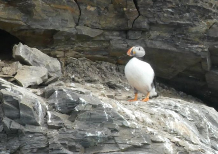 HDS11X23, Day 2, Puffin © Hazel Pittwood - Oceanwide Expeditions.jpg