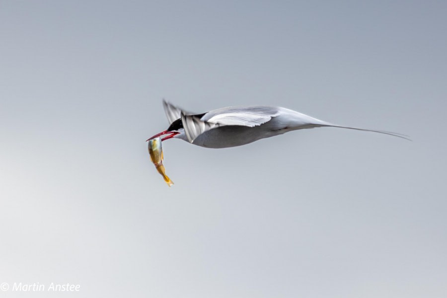 HDS11X23, Day 2, Tern with fish © Martin Anstee - Oceanwide Expeditions.jpg