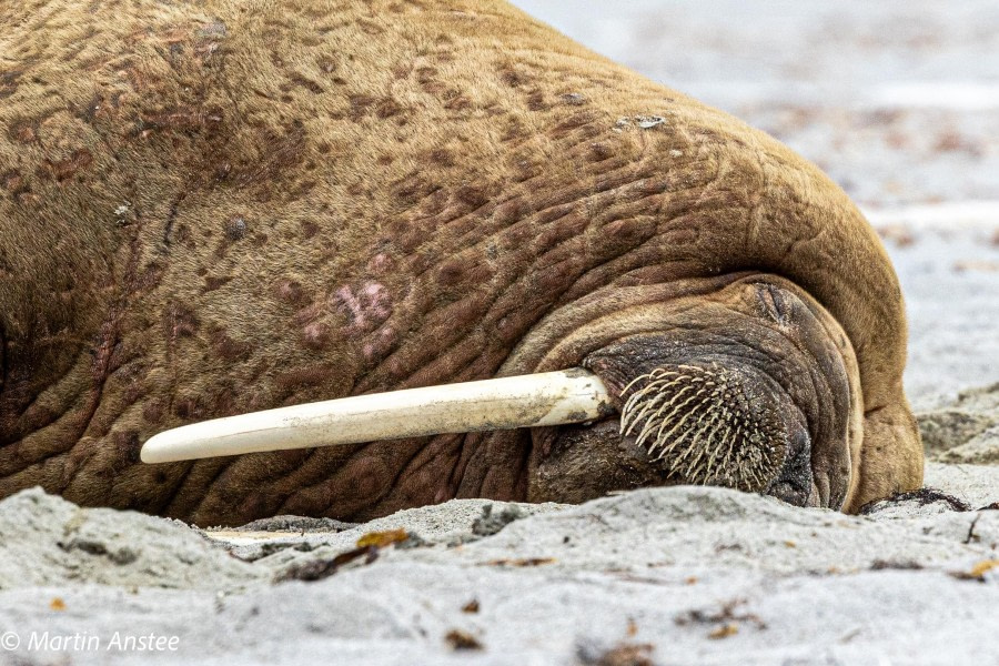 HDS11X23, Day 3, Walrus (1) © Martin Anstee - Oceanwide Expeditions.jpg