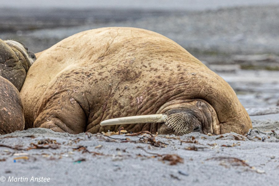 HDS11X23, Day 3, Walrus (2) © Martin Anstee - Oceanwide Expeditions.jpg