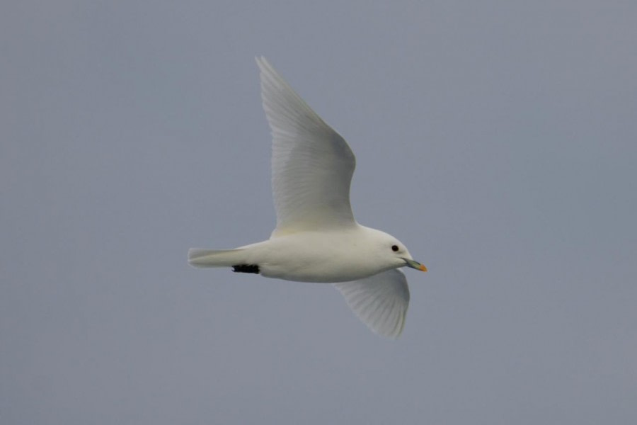 HDS11X23, Day 4, Ivory Gull © Andrew Crowder - Oceanwide Expeditions.jpeg