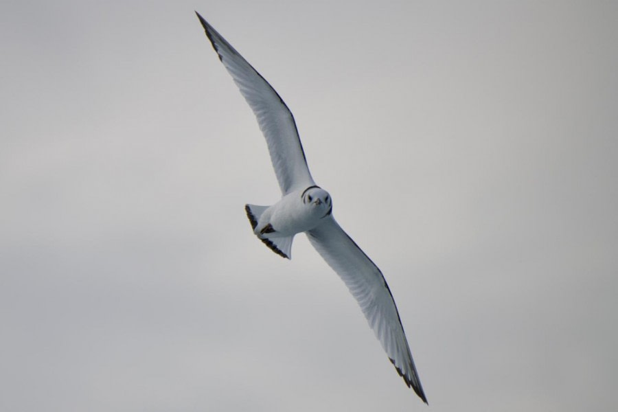 HDS11X23, Day 4, Juvenile Kittiwake (1) © Andrew Crowder - Oceanwide Expeditions.jpeg