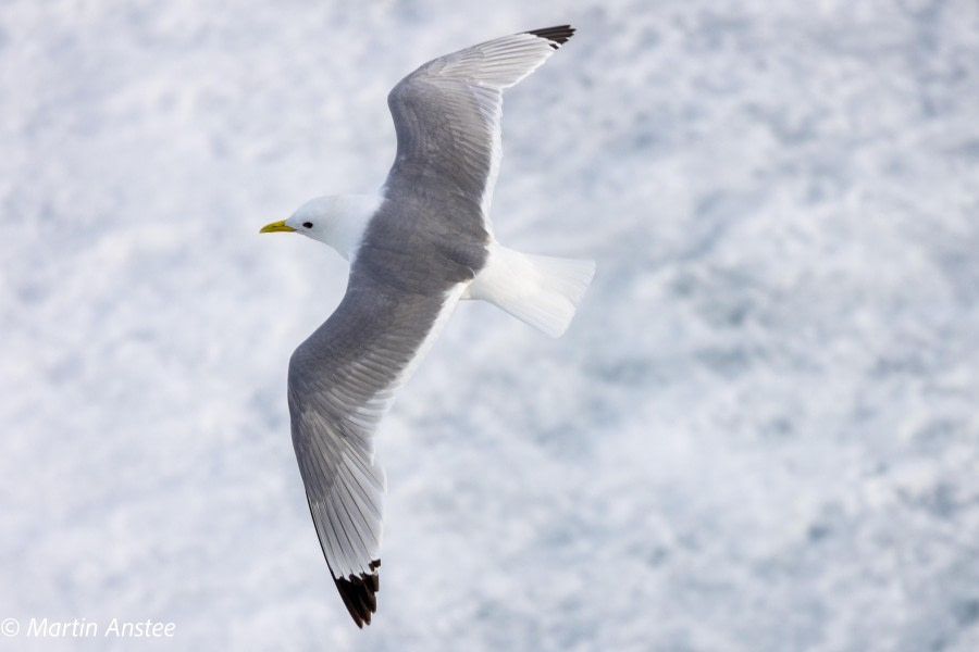 HDS11X23, Day 4, Kittiwake 2 © Martin Anstee - Oceanwide Expeditions.jpg