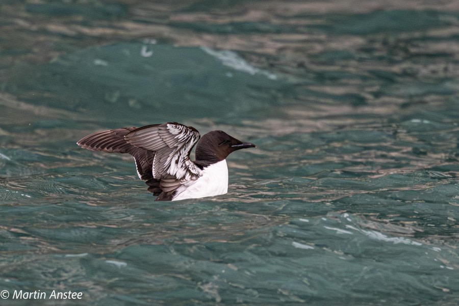 HDS11X23, Day 7, Brunnichs © Martin Anstee - Oceanwide Expeditions.jpg