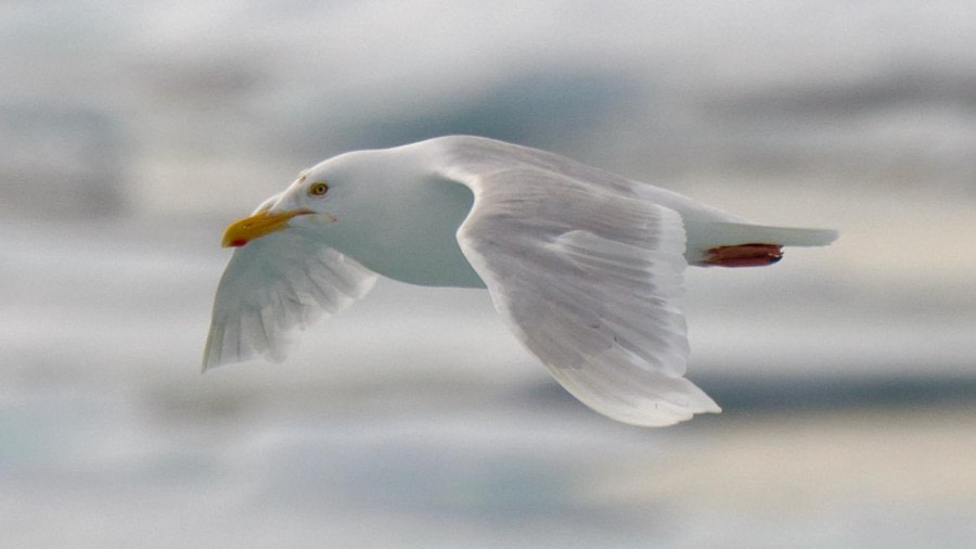 HDS11X23, Day 7, Glaucous Gull © Andrew Crowder - Oceanwide Expeditions.jpeg