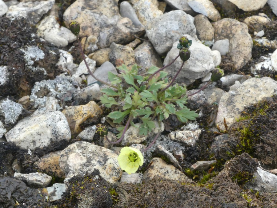 HDS11X23, Day 7, Svalbard poppy © Hazel Pittwood - Oceanwide Expeditions.JPG