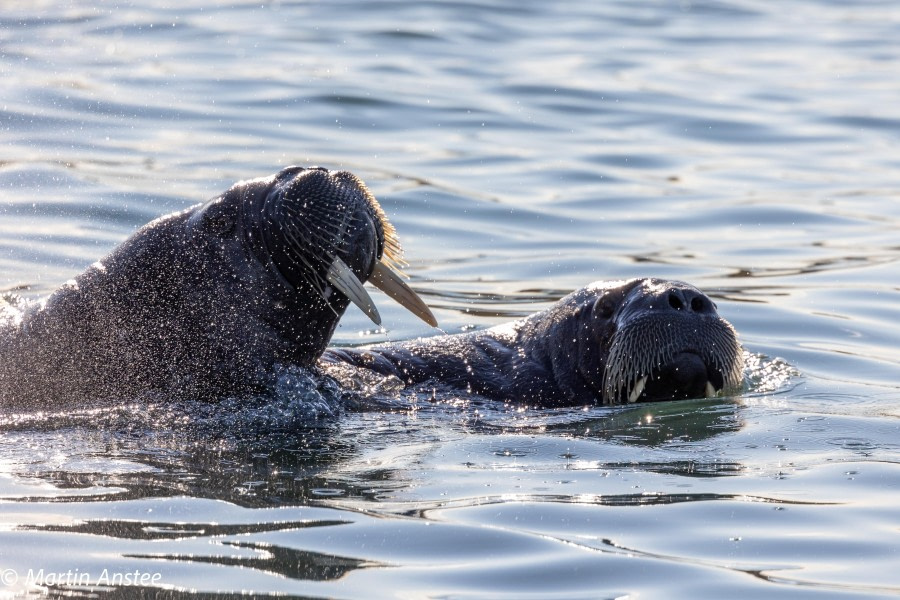 HDS11X23, Day 8, Walrus © Martin Anstee - Oceanwide Expeditions.jpg