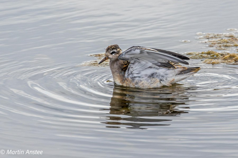 HDS11X23, Day 2, Grey Phalarope © Martin Anstee - Oceanwide Expeditions.jpg