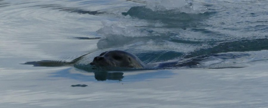 HDS11X23, Day 2, Harbour Seal © Hazel Pittwood - Oceanwide Expeditions.jpg