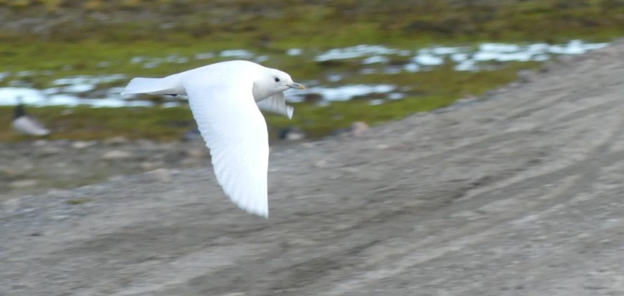 HDS11X23, Day 2, Ivory Gull © Hazel Pittwood - Oceanwide Expeditions.jpg