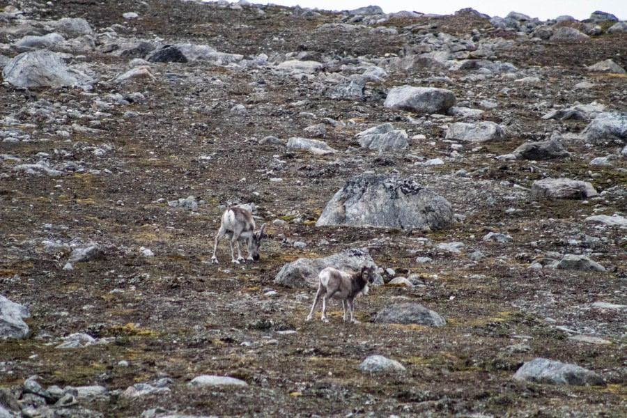 PLA11-23, Day 3, Svalbard reindeers © Unknown photographer - Oceanwide Expeditions.jpg