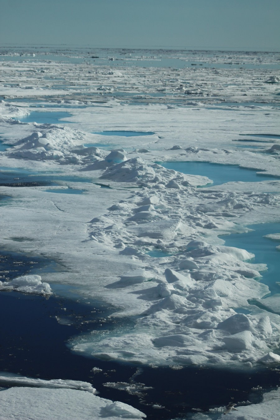 PLA11-23, Day 4, Ice 5 © Unknown photographer - Oceanwide Expeditions.JPG