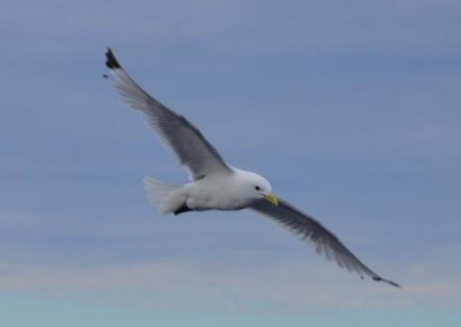 PLA11-23, Day 4, Seagull © Unknown photographer - Oceanwide Expeditions.jpg