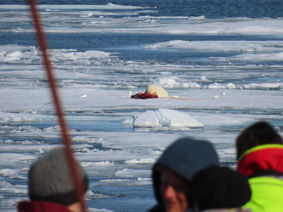 PLA11-23, Day 5, Hunt © Unknown photographer - Oceanwide Expeditions.JPG