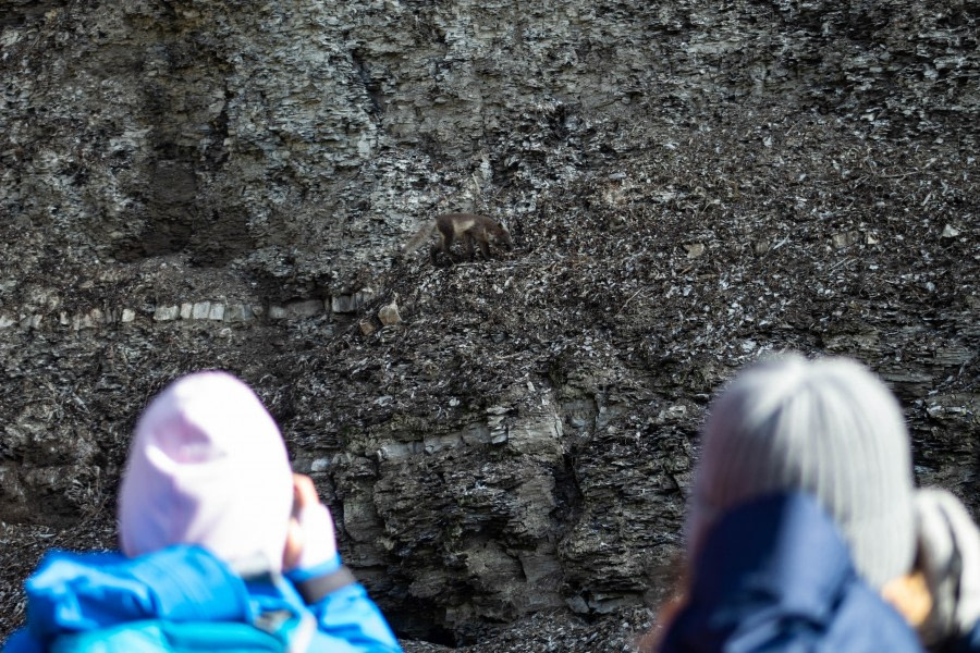 PLA11-23, Day 7, Acrtic Fox watching © Unknown photographer - Oceanwide Expeditions.jpg