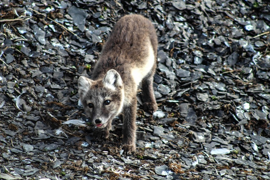 PLA11-23, Day 7, Arctic Fox © Unknown Photographer - Oceanwide Expeditions.jpg